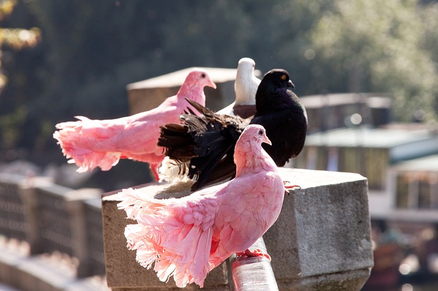 迷令球队难 迷令球队难