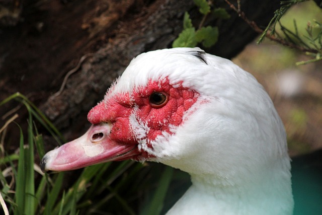 依然被视为 依然被视为